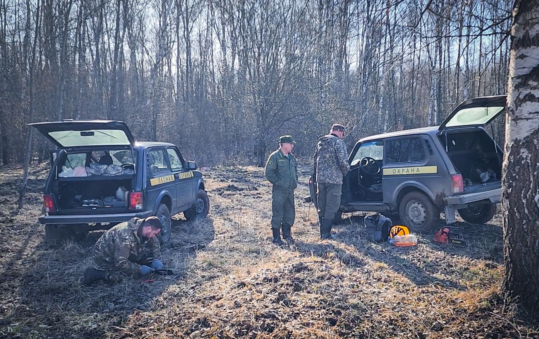 Бронницы, Лесная охрана, Уборка неликвидной древесины, Бронницкое лесничество,