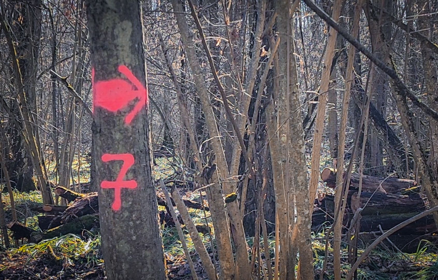 Бронницы, Лесная охрана, Уборка неликвидной древесины, Бронницкое лесничество,