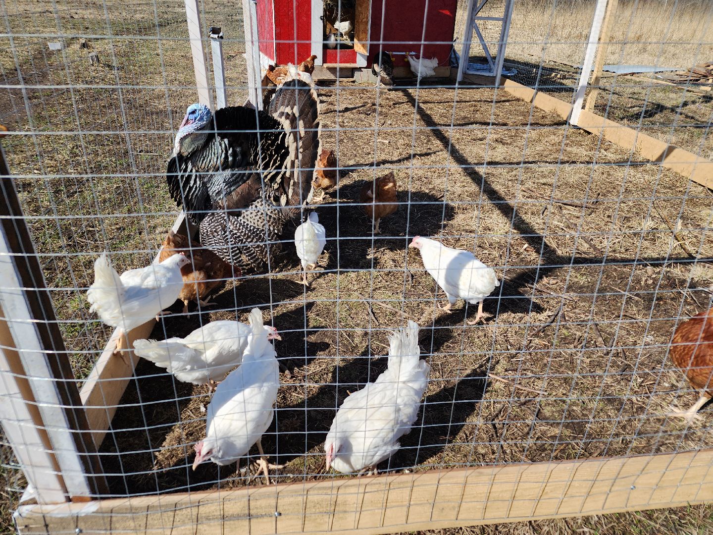 семейная ферма, орехово-зуевский округ, фермеры подмосковья, семен янин,