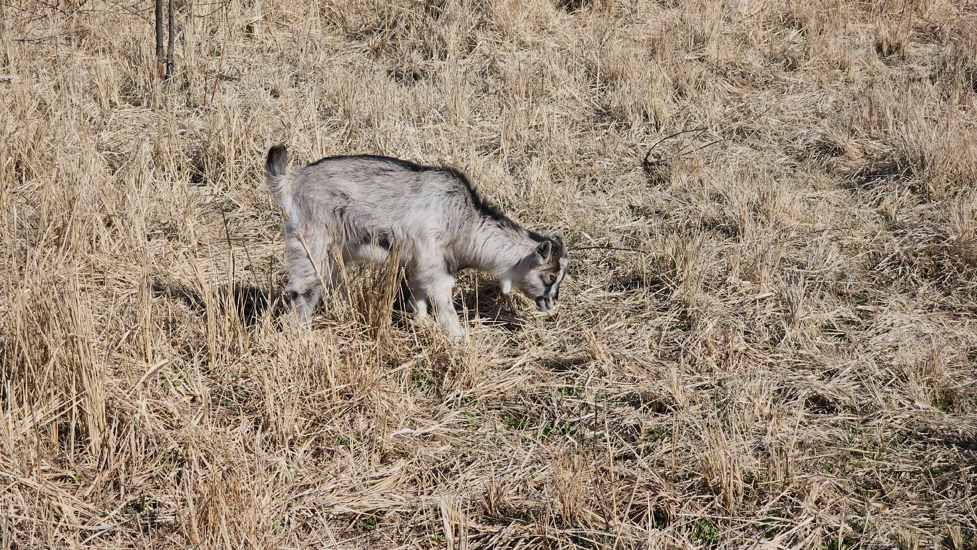 семейная ферма, орехово-зуевский округ, фермеры подмосковья, семен янин,
