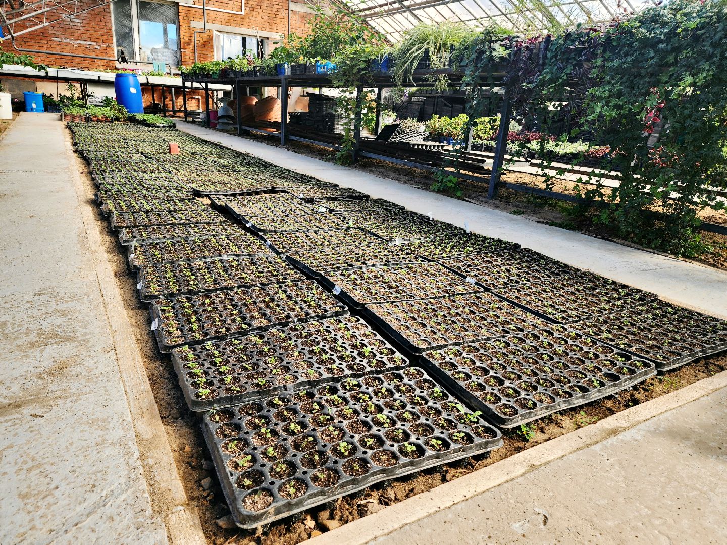 пущино, серпухов, цветы, благоустройство,