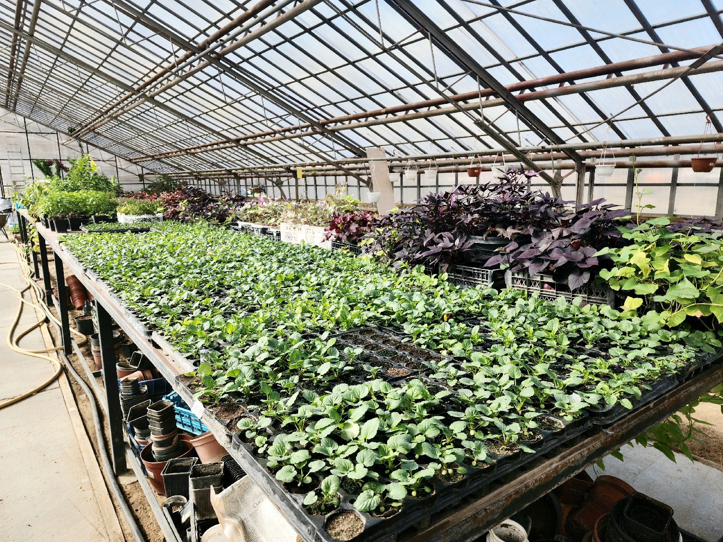 пущино, серпухов, цветы, благоустройство,