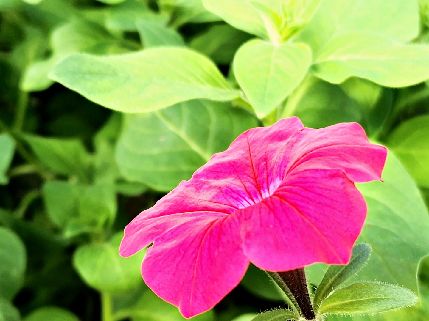 пущино, серпухов, цветы, благоустройство,