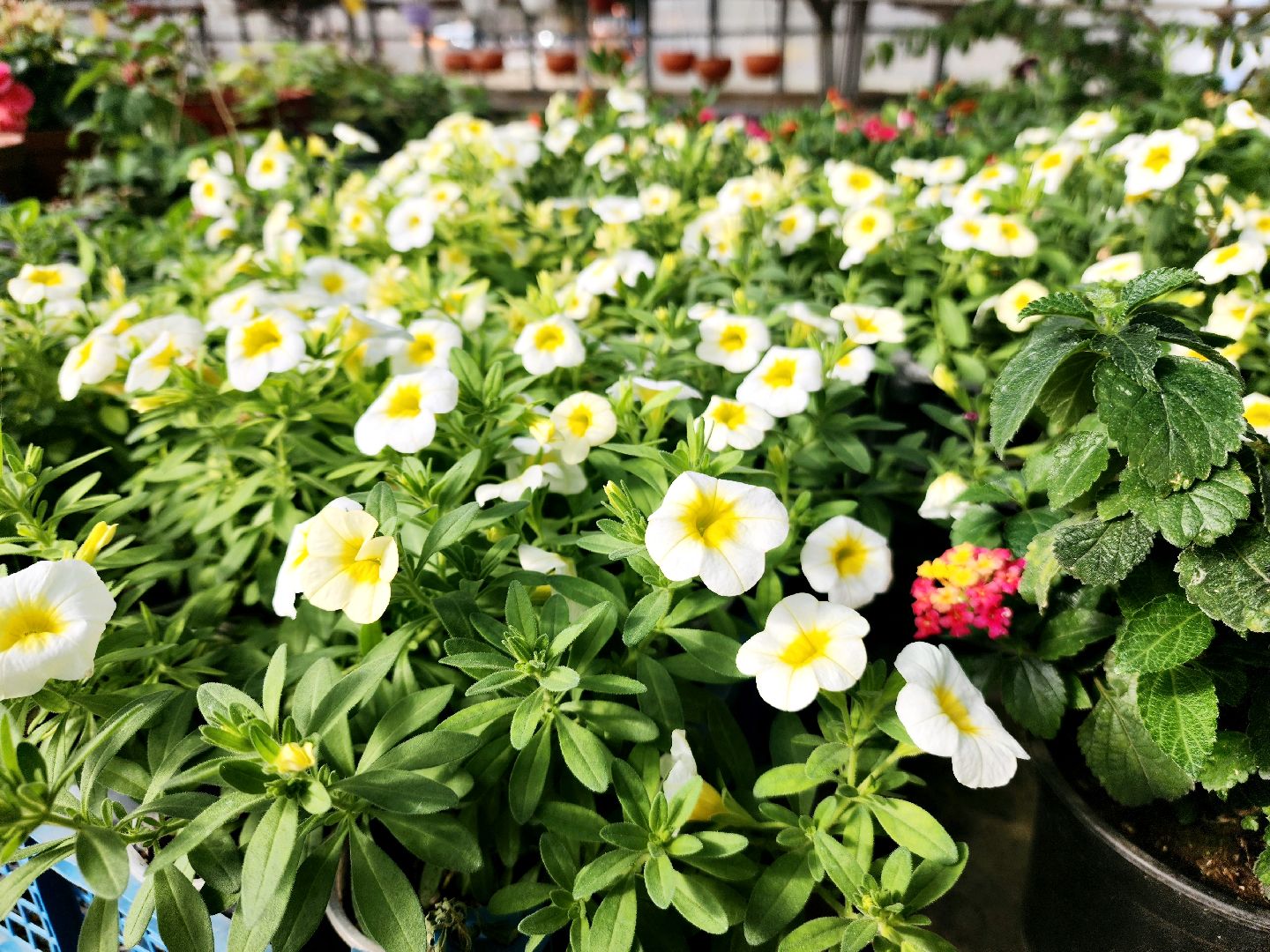 пущино, серпухов, цветы, благоустройство,