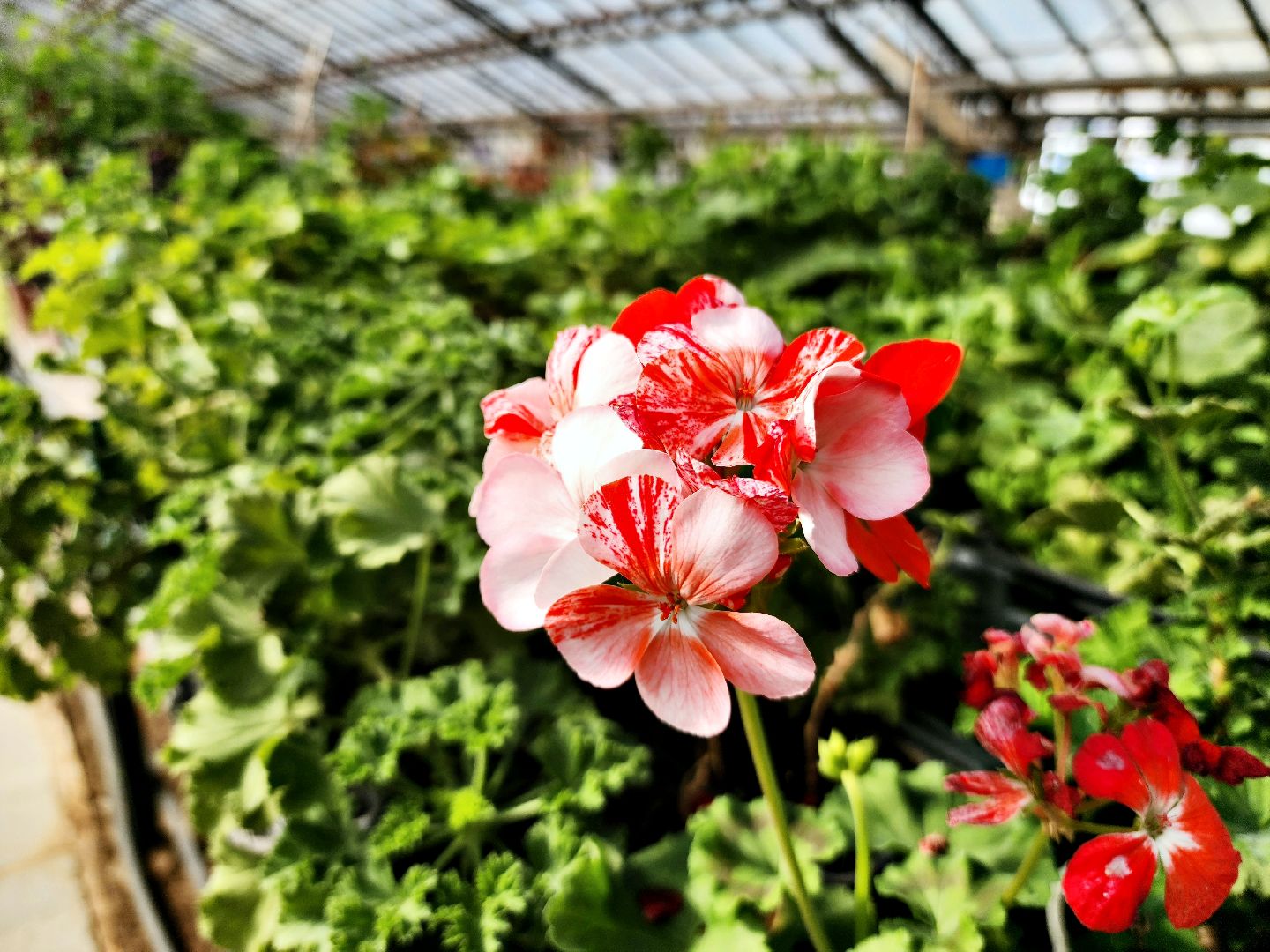 пущино, серпухов, цветы, благоустройство,