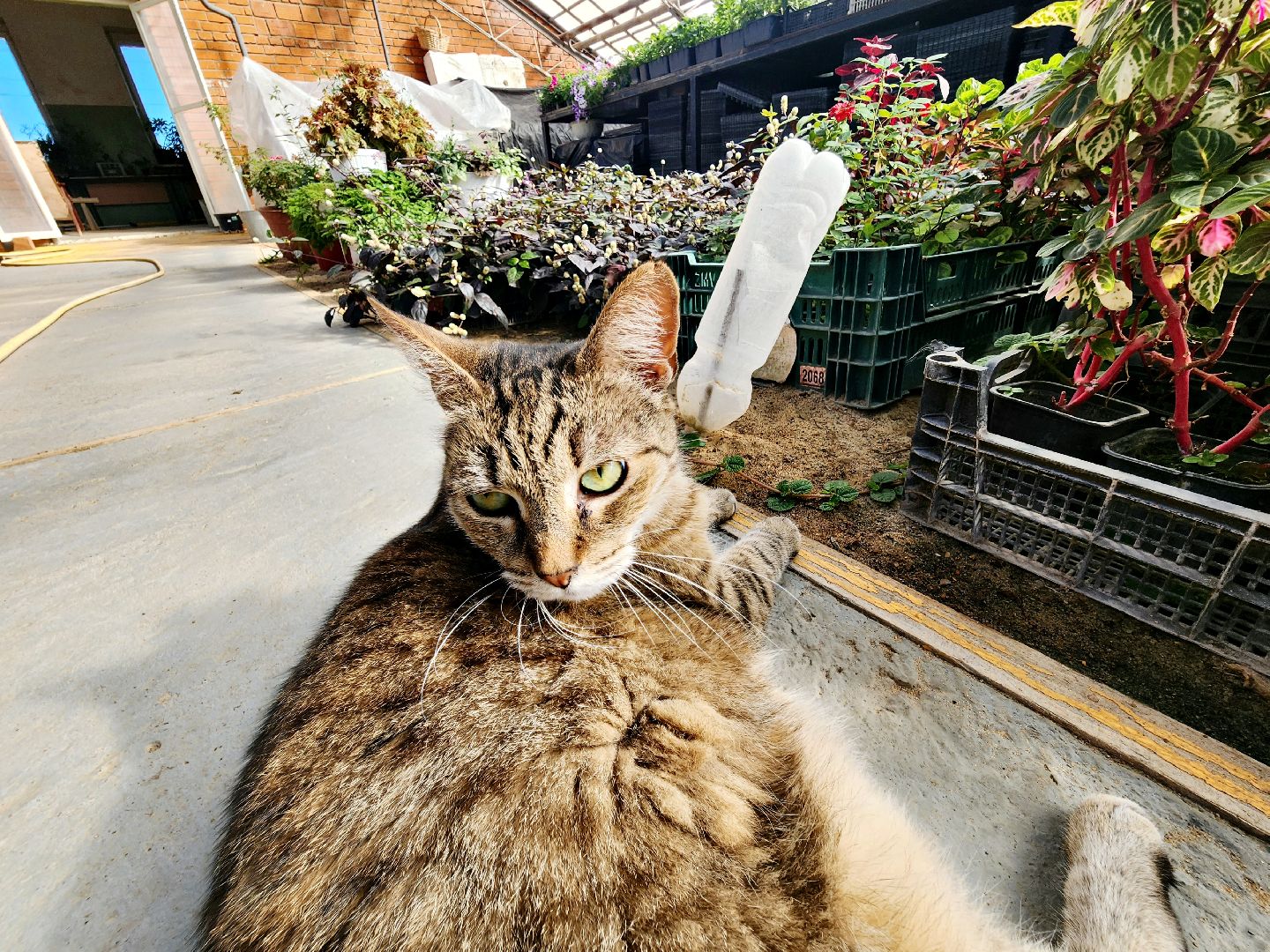 пущино, серпухов, цветы, благоустройство,