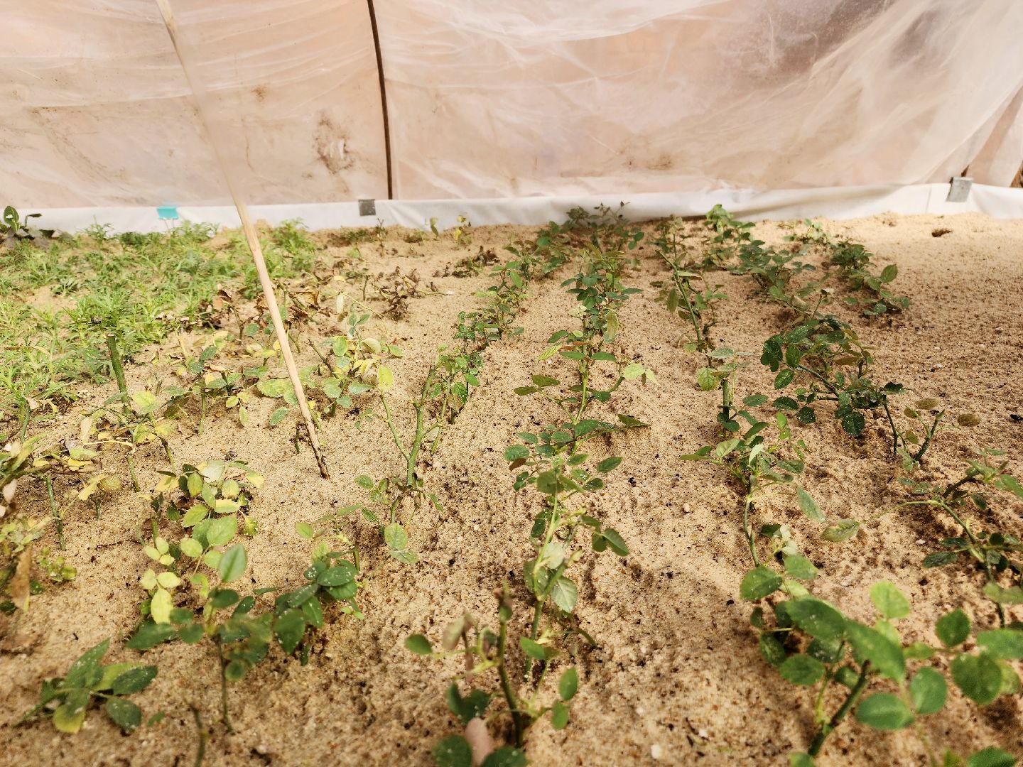 пущино, серпухов, цветы, благоустройство,