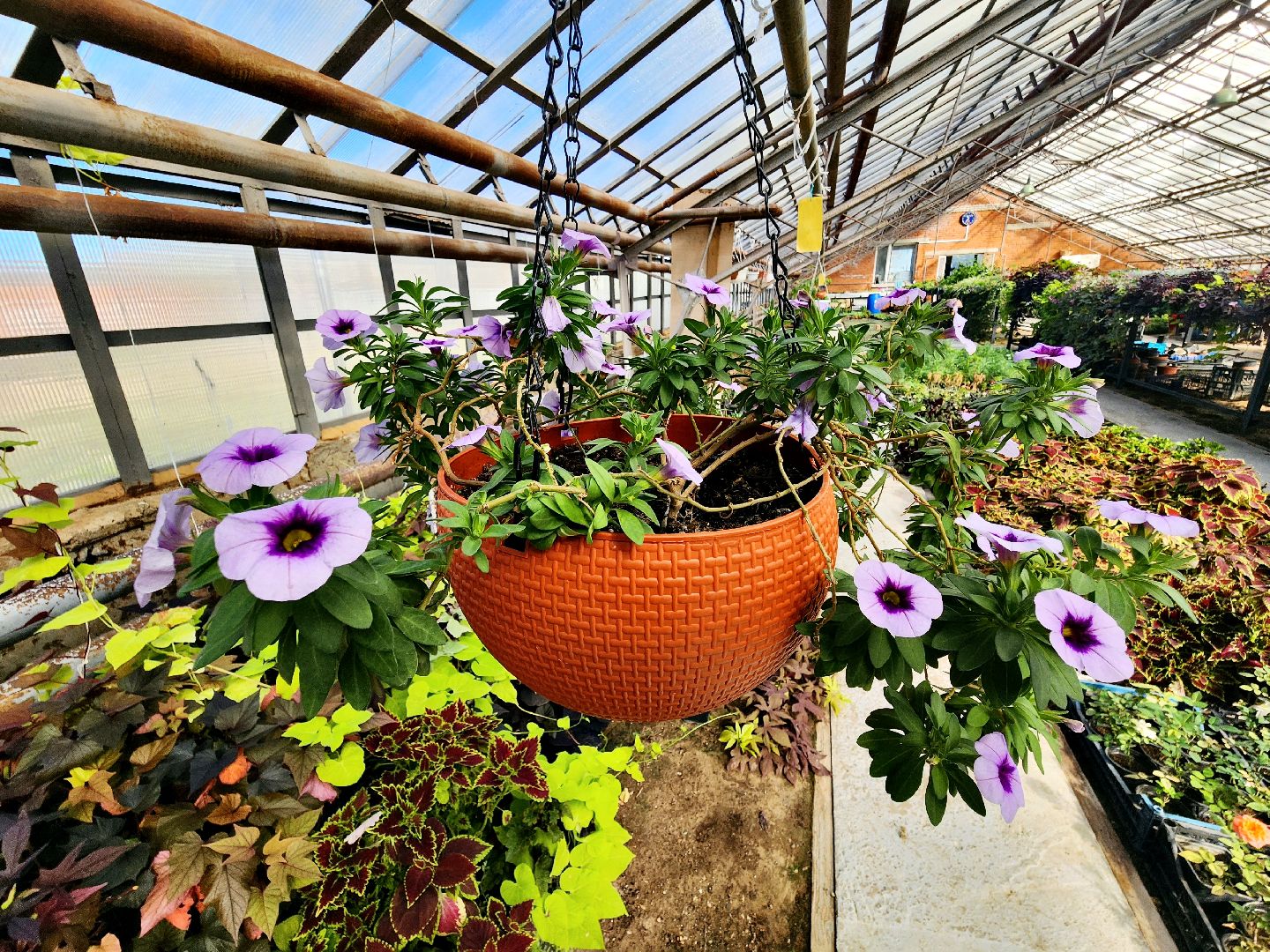 пущино, серпухов, цветы, благоустройство,