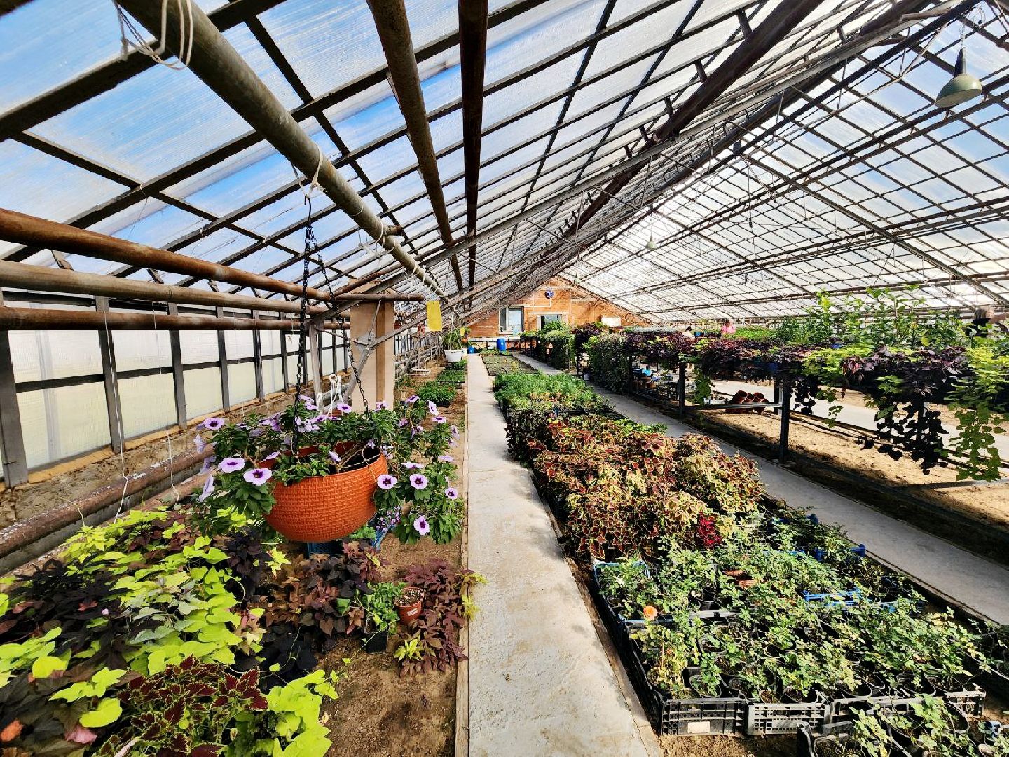 пущино, серпухов, цветы, благоустройство,