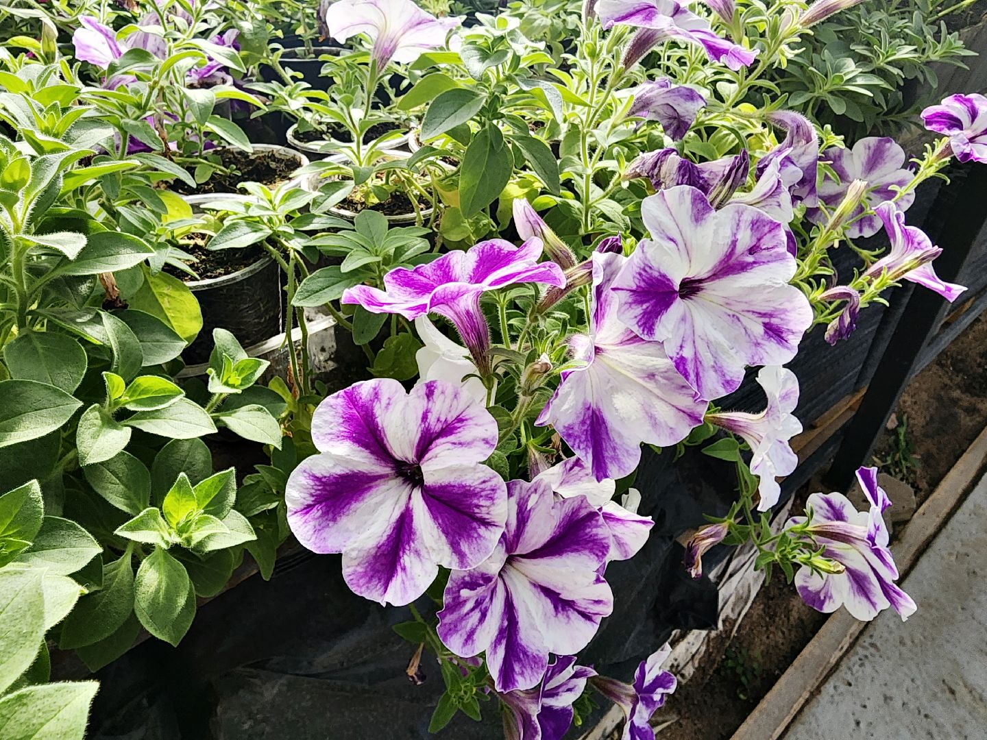 пущино, серпухов, цветы, благоустройство,