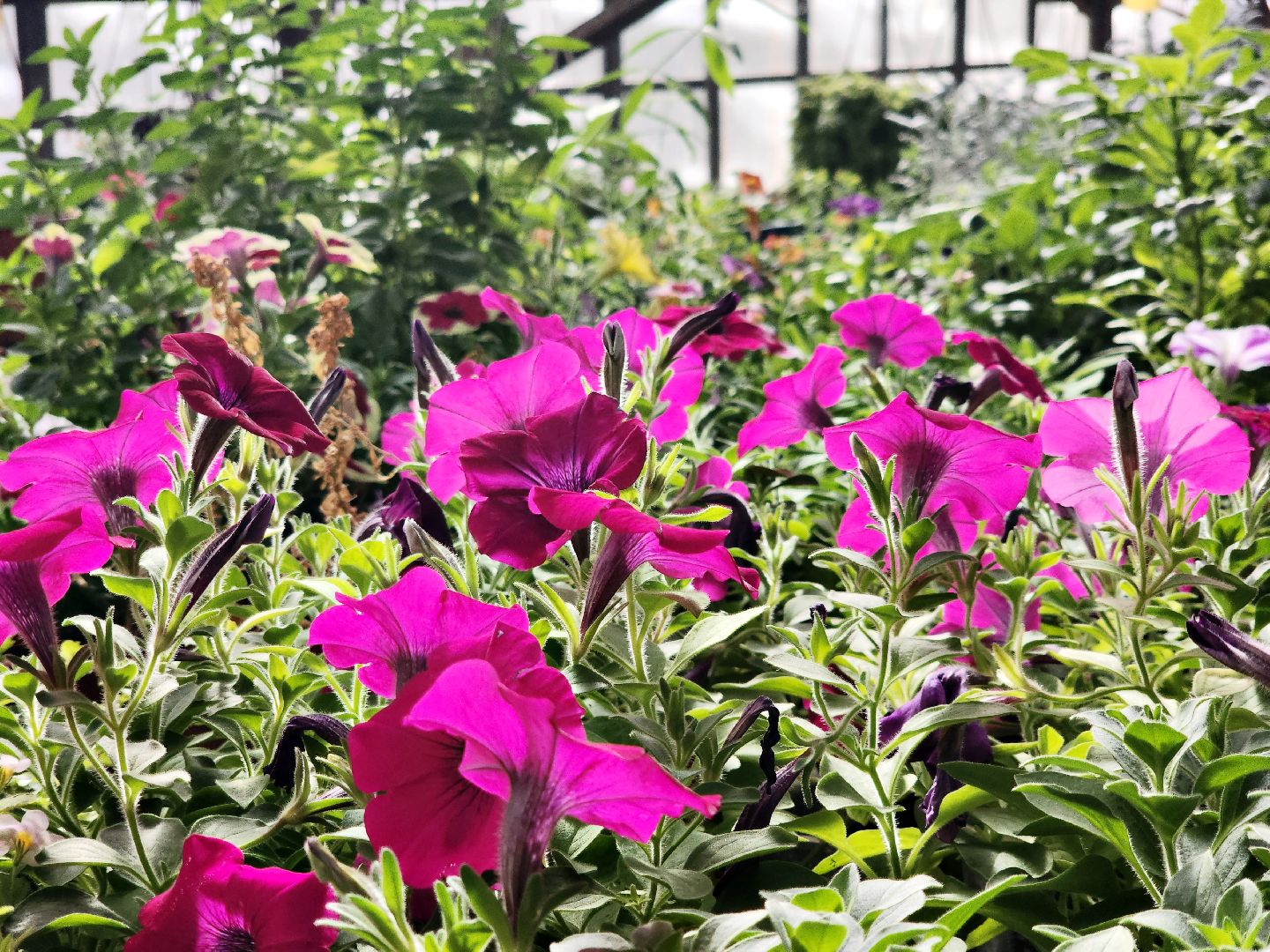 пущино, серпухов, цветы, благоустройство,