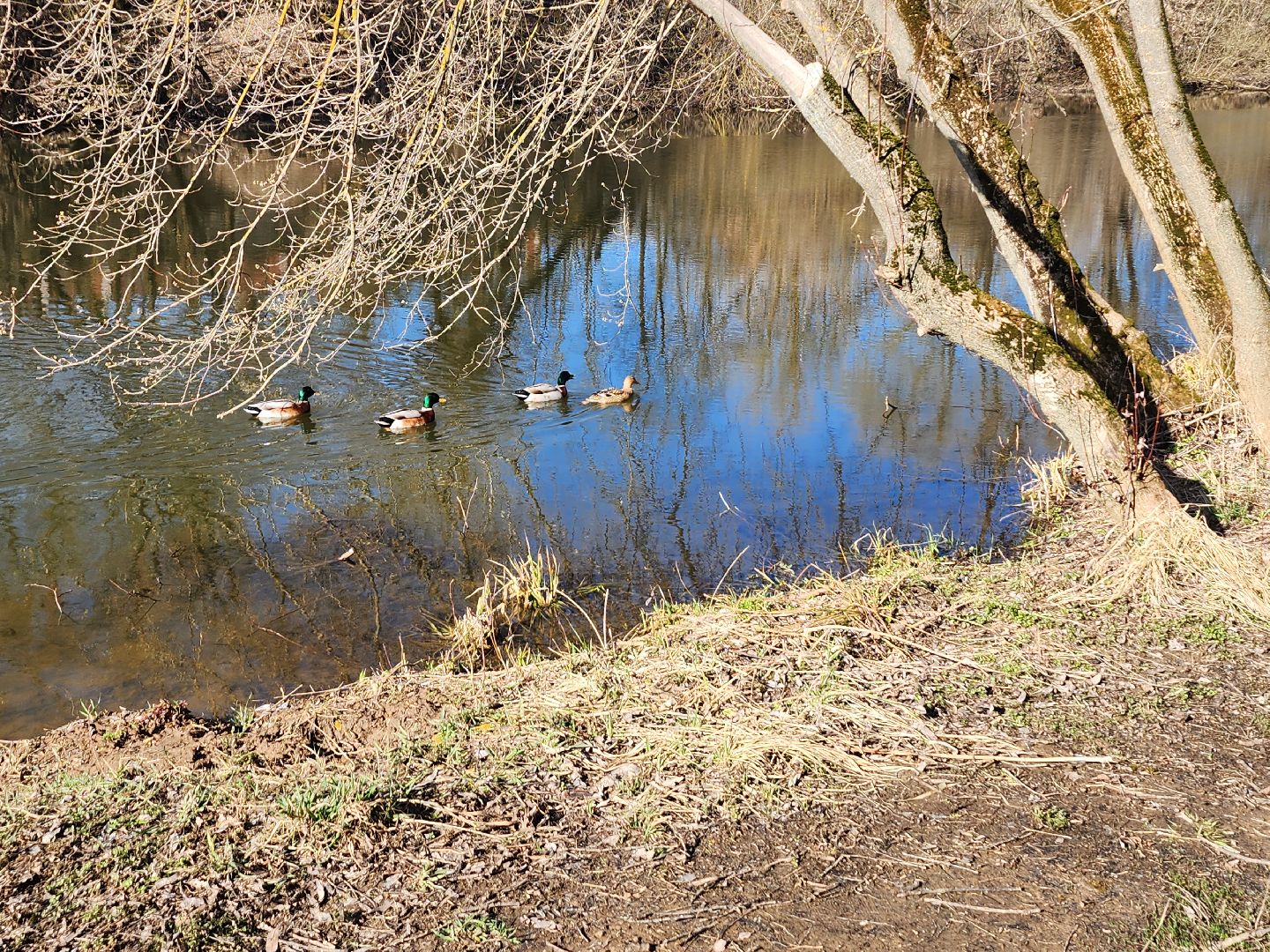 серпухов, принарский парк, серпуховские журналисты, субботник в парке серпухова, река нара, высоцкий монастырь,