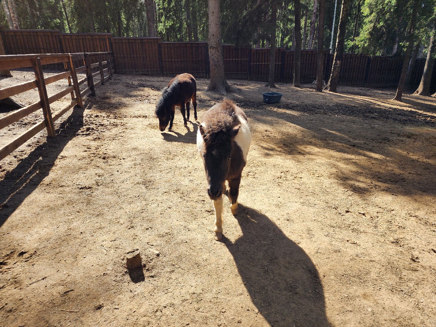 сергиев посад, пересвет, парк-отель, сафари-парк, Эко-тропа,