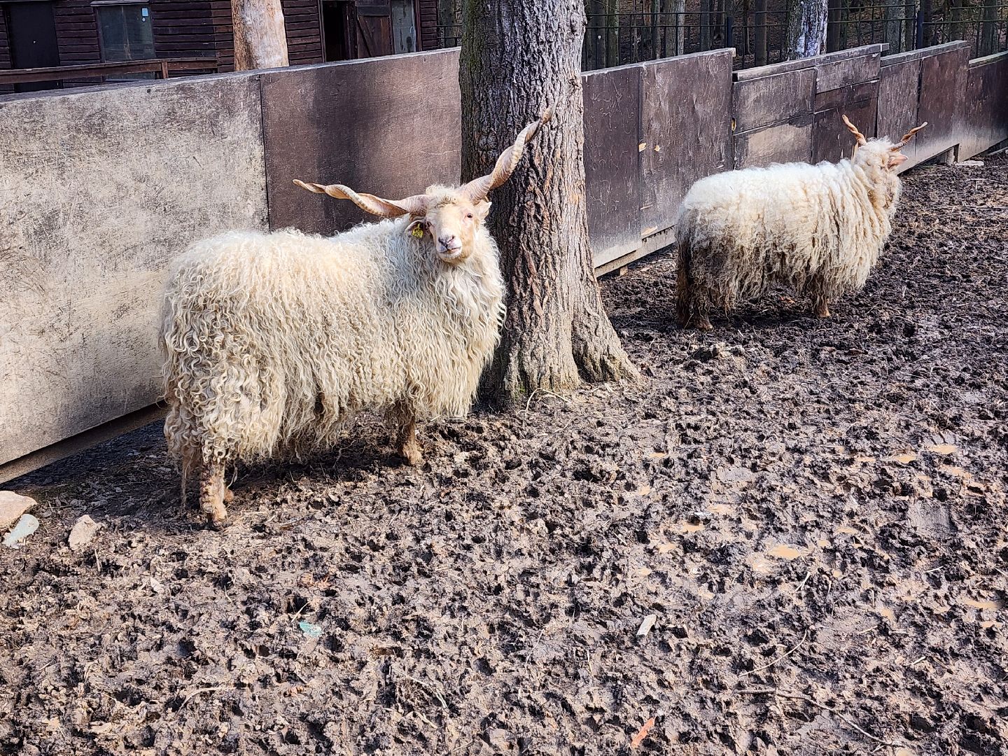 сергиев посад, пересвет, парк-отель, сафари-парк, Эко-тропа,