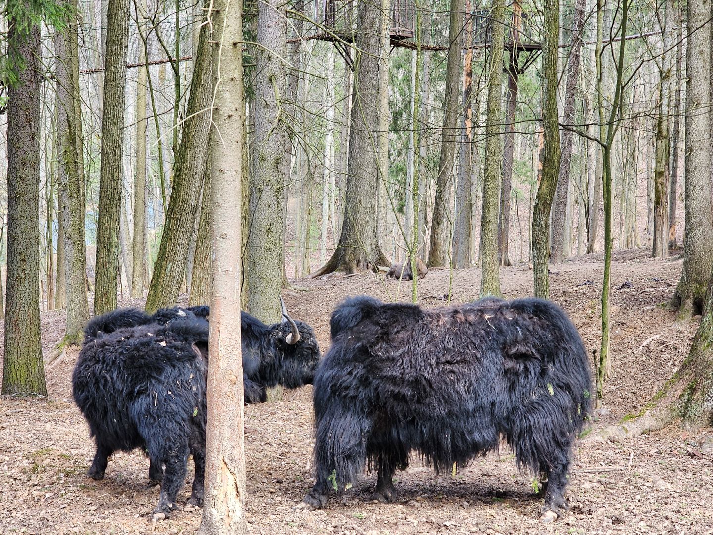 сергиев посад, пересвет, парк-отель, сафари-парк, Эко-тропа,