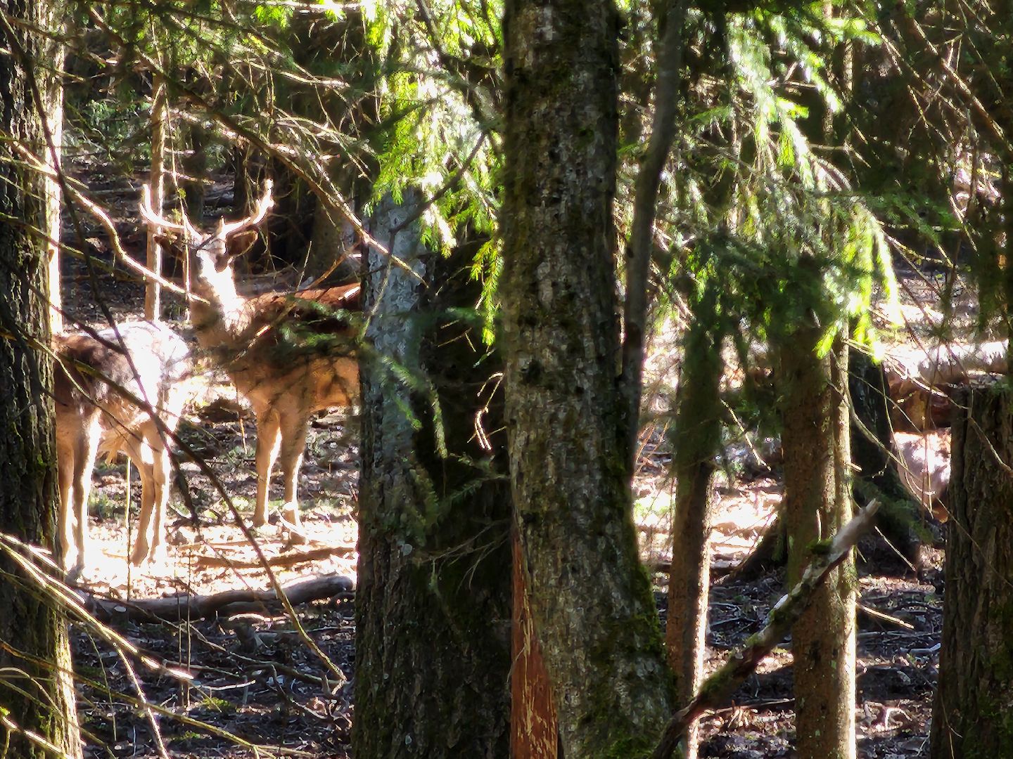 сергиев посад, пересвет, парк-отель, сафари-парк, Эко-тропа,