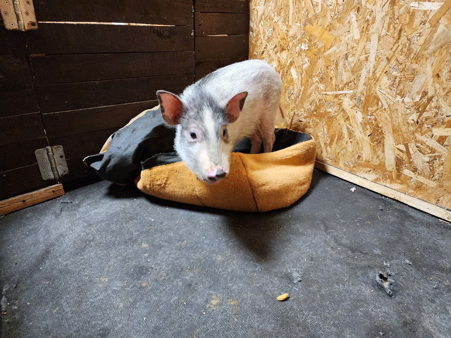 сергиев посад, пересвет, парк-отель, сафари-парк, Эко-тропа,