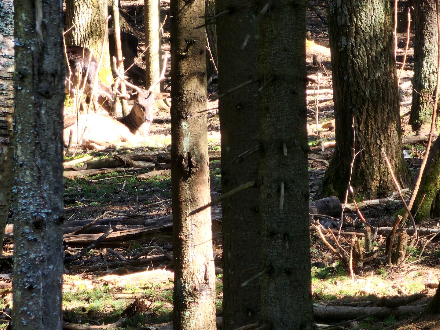 сергиев посад, пересвет, парк-отель, сафари-парк, Эко-тропа,