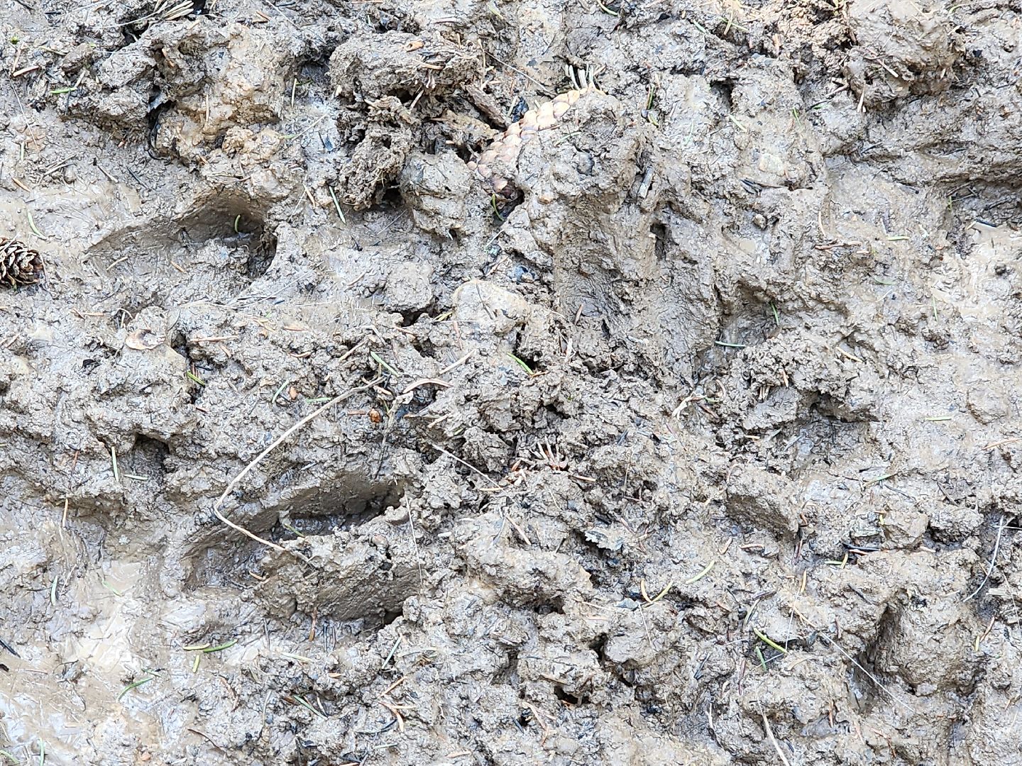 сергиев посад, пересвет, парк-отель, сафари-парк, Эко-тропа,