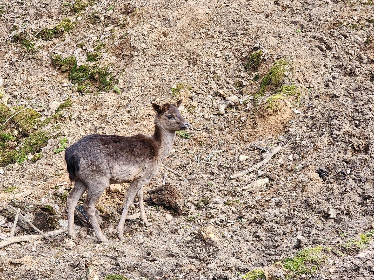 сергиев посад, пересвет, парк-отель, сафари-парк, Эко-тропа,