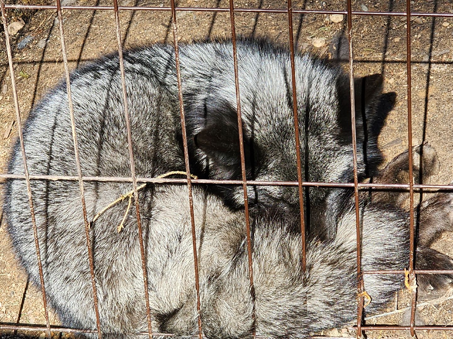 сергиев посад, пересвет, парк-отель, сафари-парк, Эко-тропа,