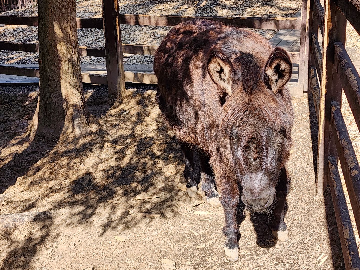 сергиев посад, пересвет, парк-отель, сафари-парк, Эко-тропа,