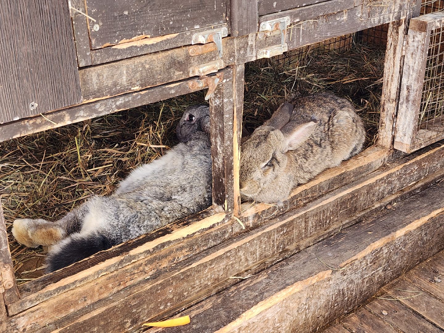 сергиев посад, пересвет, парк-отель, сафари-парк, Эко-тропа,