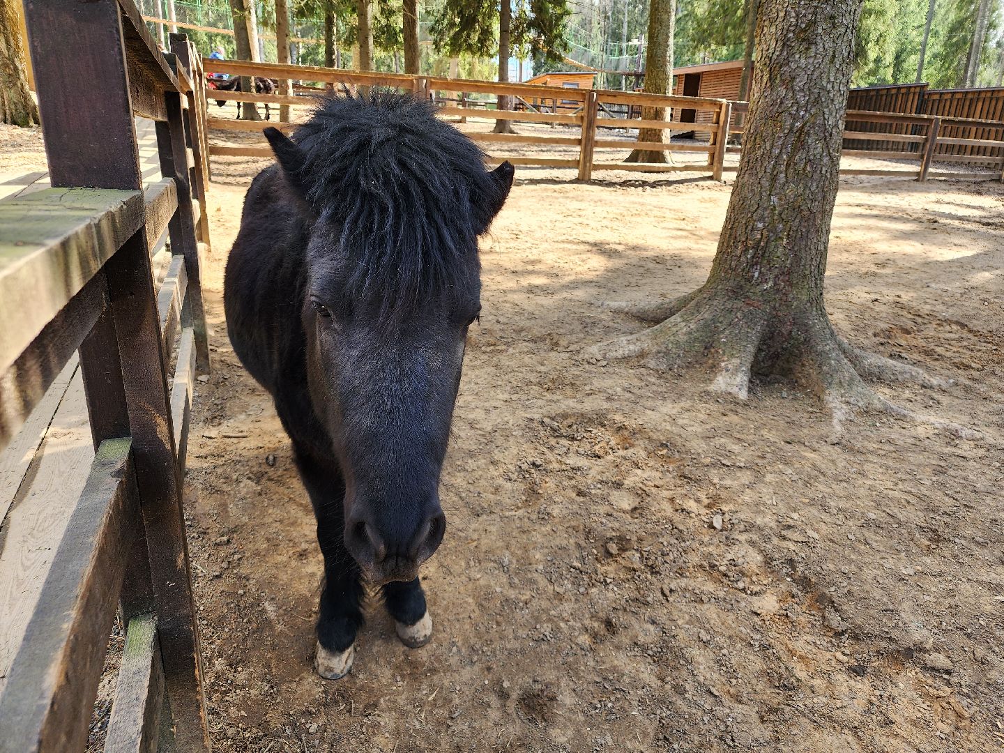 сергиев посад, пересвет, парк-отель, сафари-парк, Эко-тропа,