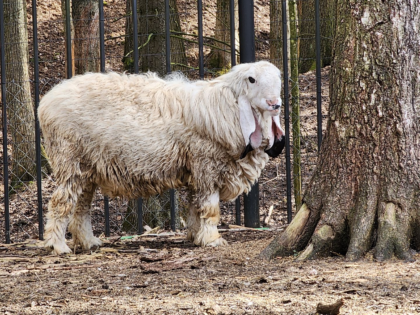сергиев посад, пересвет, парк-отель, сафари-парк, Эко-тропа,