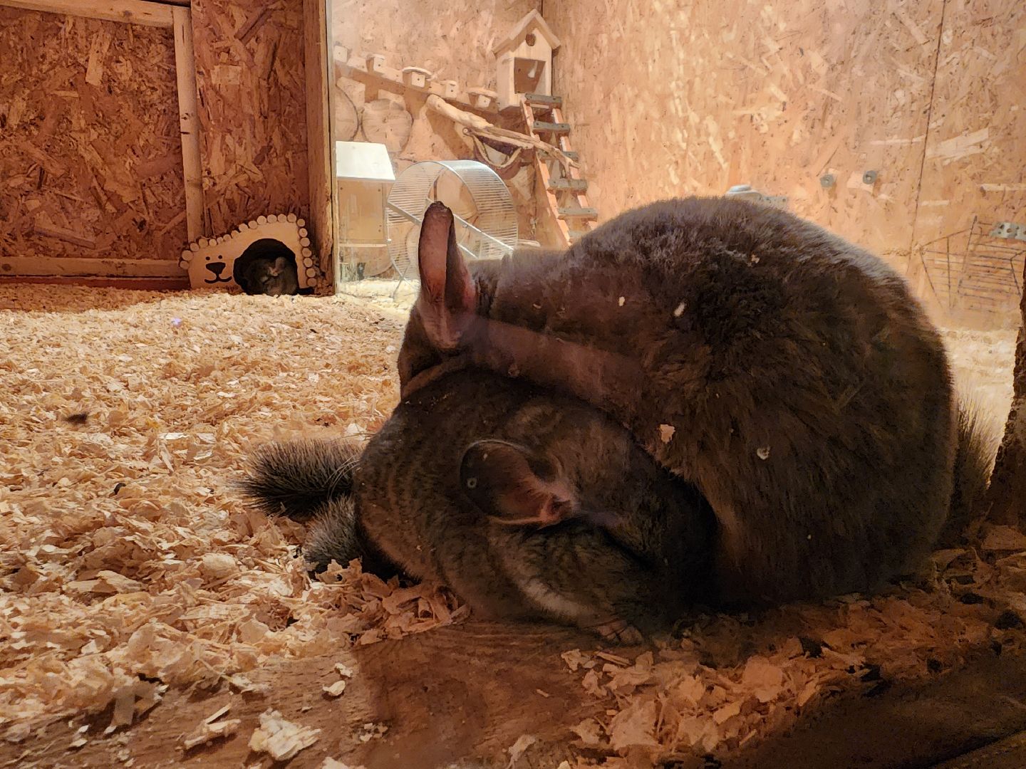 сергиев посад, пересвет, парк-отель, сафари-парк, Эко-тропа,