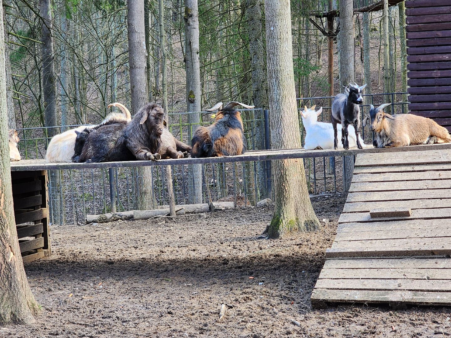 сергиев посад, пересвет, парк-отель, сафари-парк, Эко-тропа,
