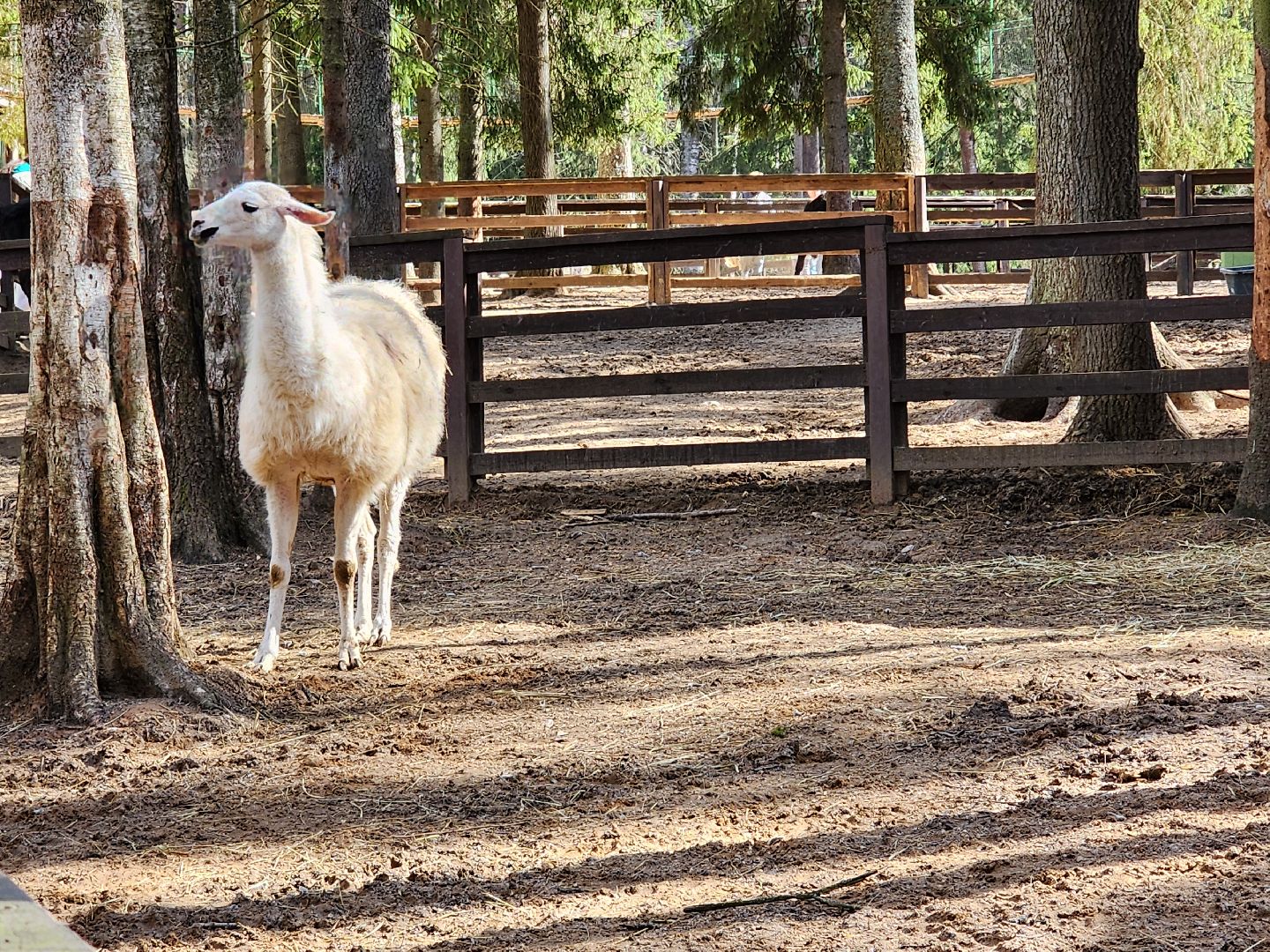 сергиев посад, пересвет, парк-отель, сафари-парк, Эко-тропа,