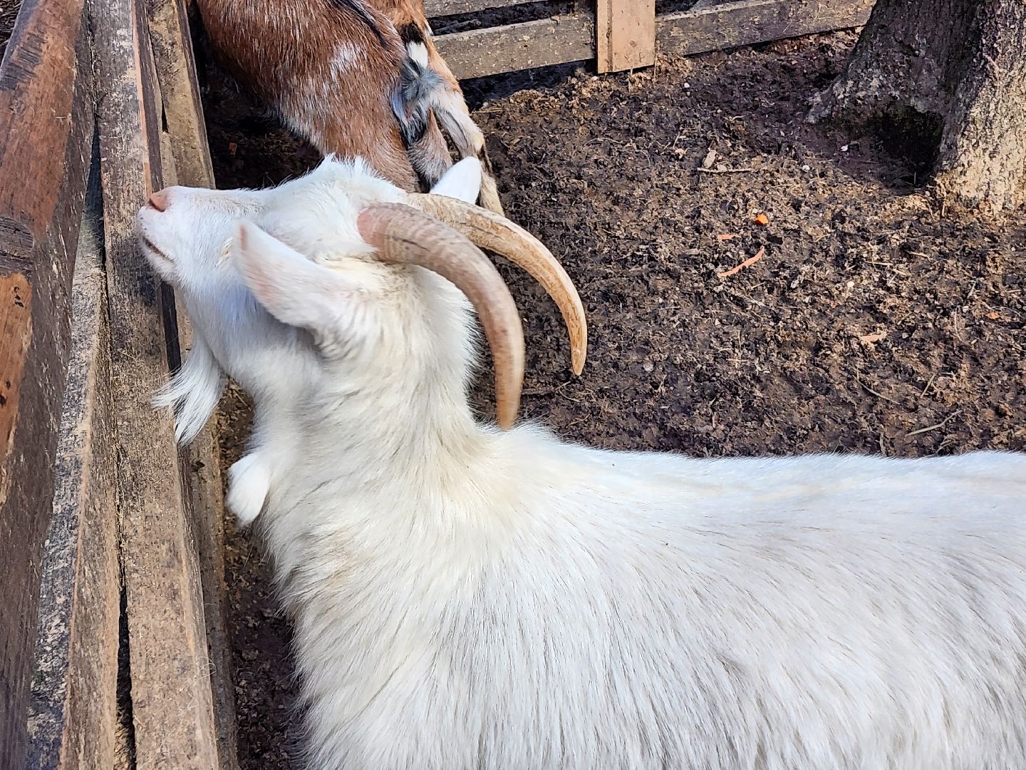 сергиев посад, пересвет, парк-отель, сафари-парк, Эко-тропа,