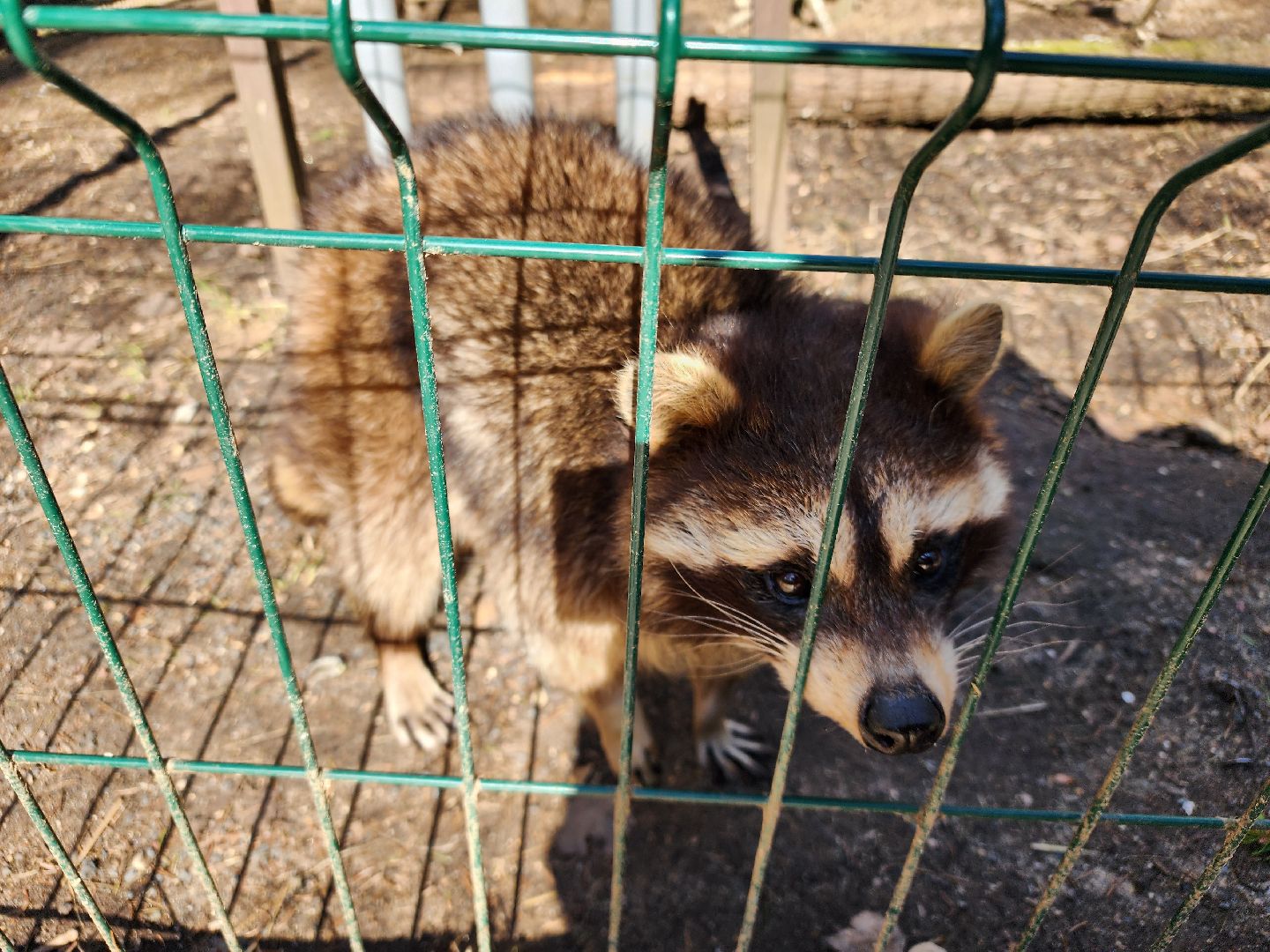 сергиев посад, пересвет, парк-отель, сафари-парк, Эко-тропа,