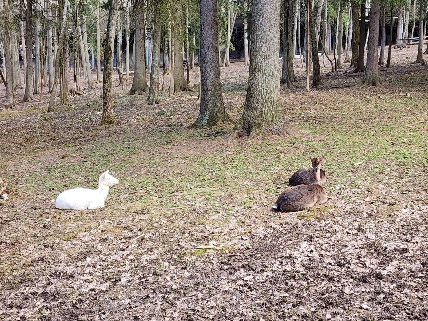 сергиев посад, пересвет, парк-отель, сафари-парк, Эко-тропа,