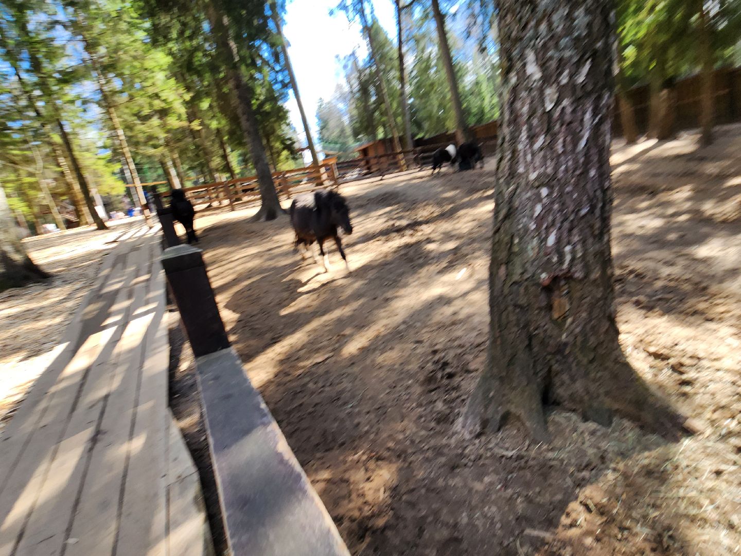 сергиев посад, пересвет, парк-отель, сафари-парк, Эко-тропа,