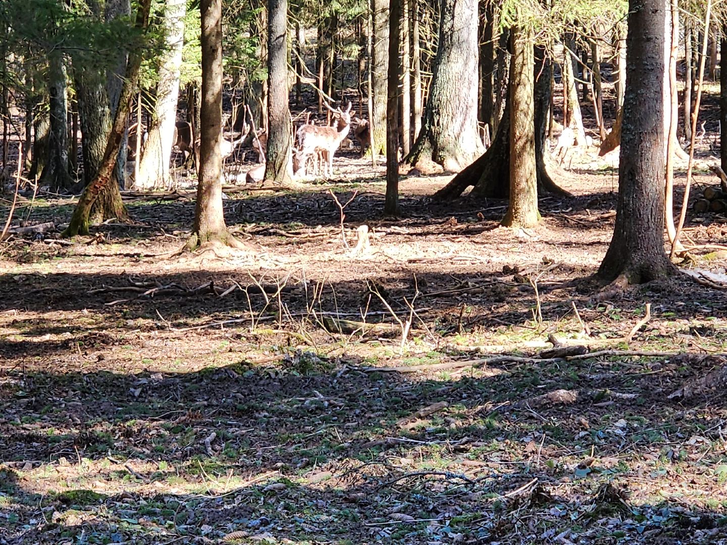 сергиев посад, пересвет, парк-отель, сафари-парк, Эко-тропа,