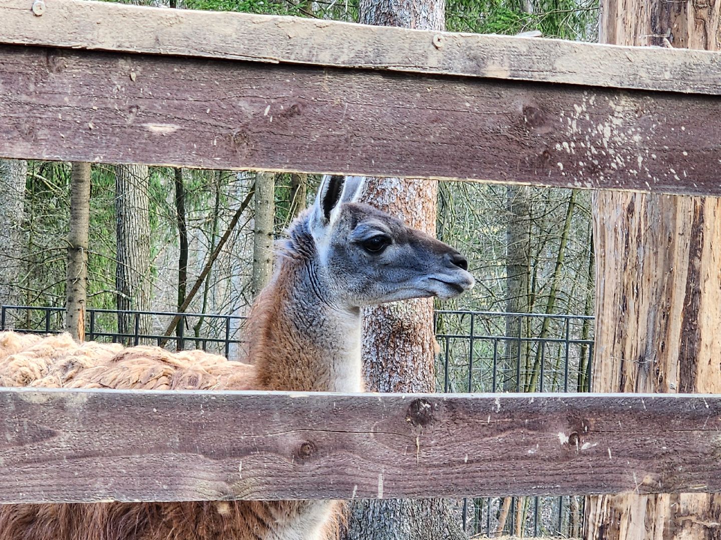 сергиев посад, пересвет, парк-отель, сафари-парк, Эко-тропа,