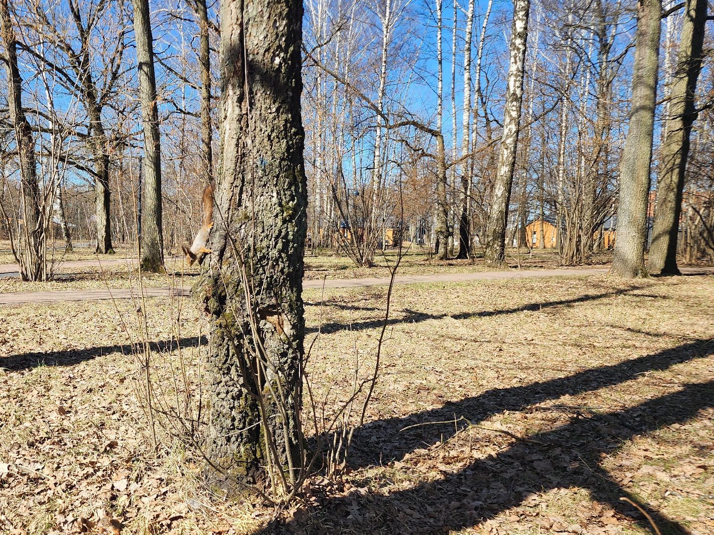 фрязино, лесопарк, изостудия, белки,