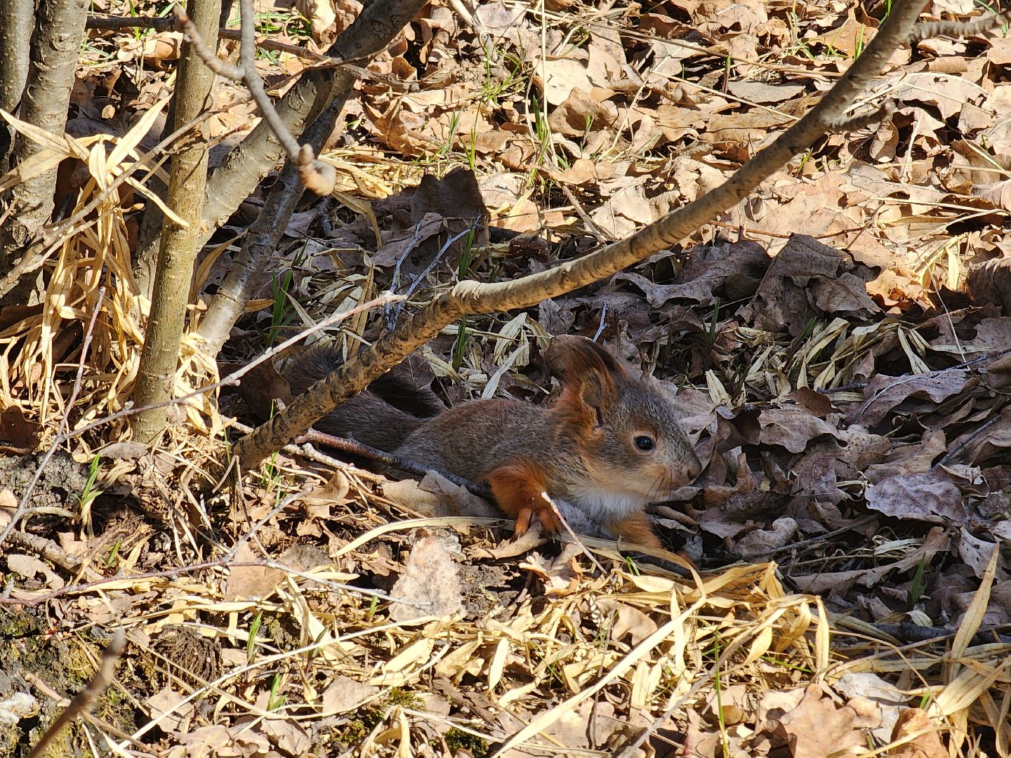 фрязино, лесопарк, изостудия, белки,