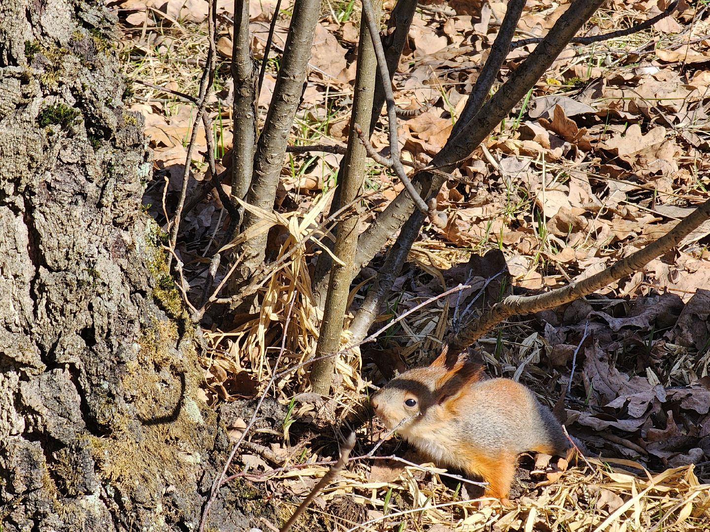 фрязино, лесопарк, изостудия, белки,