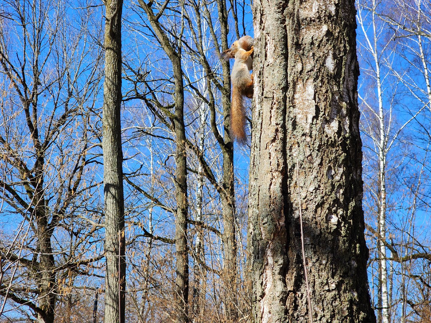 фрязино, лесопарк, изостудия, белки,