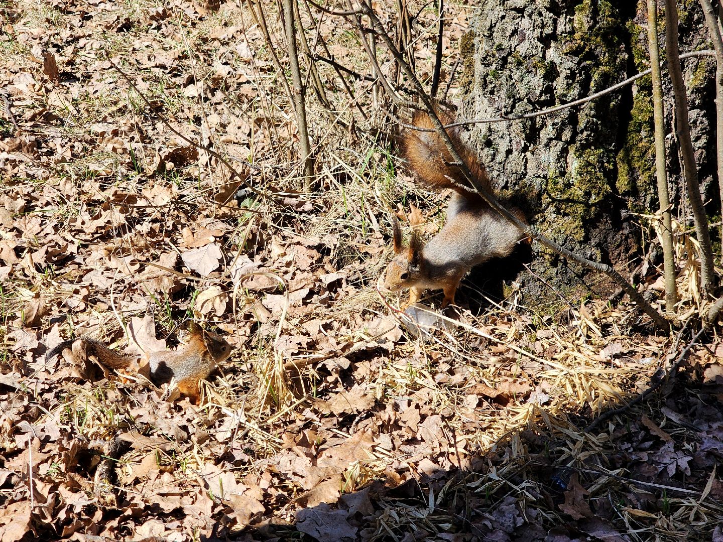 фрязино, лесопарк, изостудия, белки,