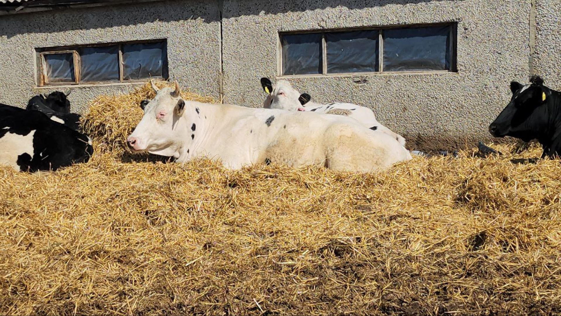 Луховицы, сельское хозяйство,