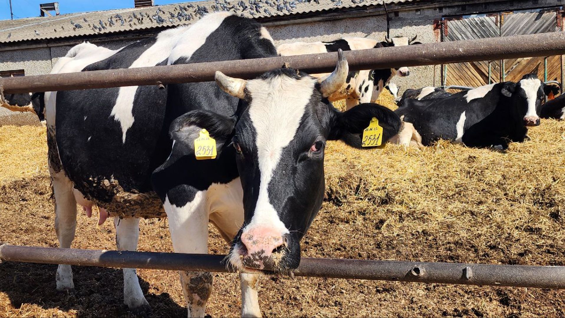 Луховицы, сельское хозяйство,