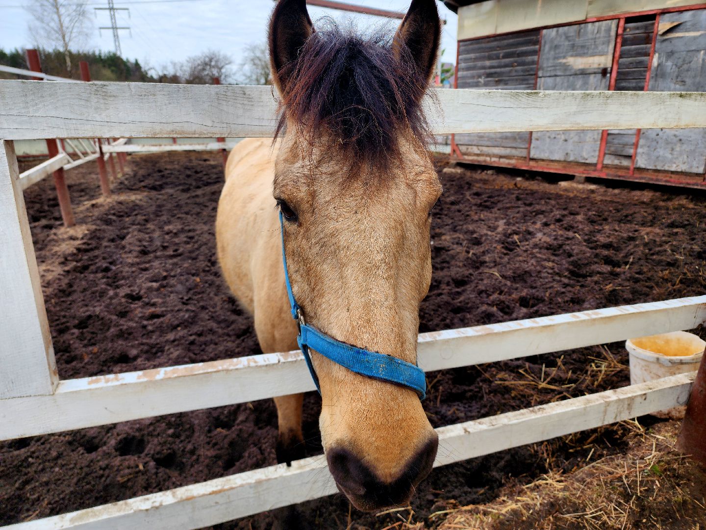 дубна, верховая езда, лошади, конный клуб, конно-спортивный клуб,