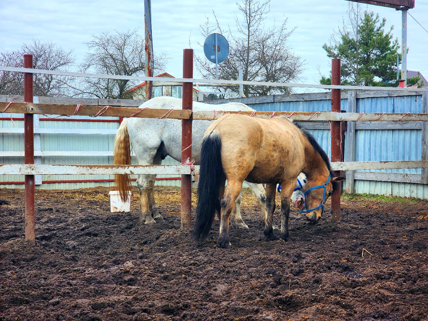 дубна, верховая езда, лошади, конный клуб, конно-спортивный клуб,