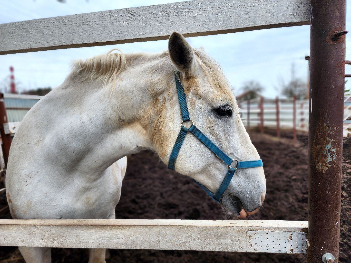 дубна, верховая езда, лошади, конный клуб, конно-спортивный клуб,