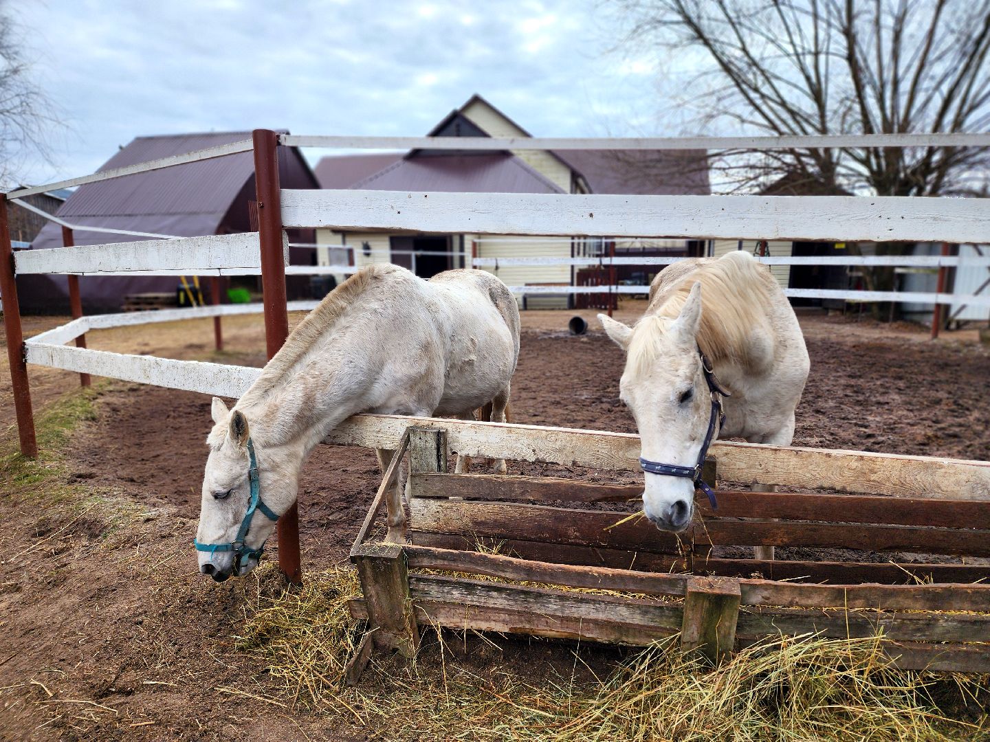 дубна, верховая езда, лошади, конный клуб, конно-спортивный клуб,