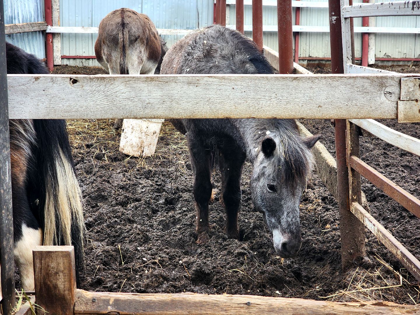дубна, верховая езда, лошади, конный клуб, конно-спортивный клуб,
